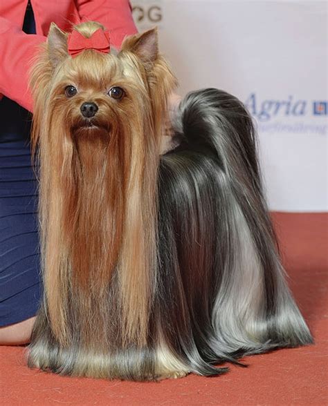 Yorkie Puppies Price In India .